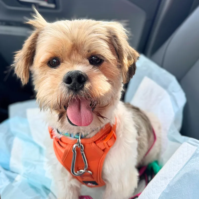 An adult small-sized male Apricot / Beige Shih Tzu dog named Puppy for adoption in New York, NY