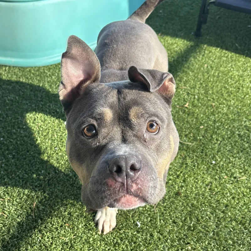 An adult medium-sized female Gray / Blue / Silver Pit Bull Terrier dog named Cyrilla for adoption in Eatontown, NJ