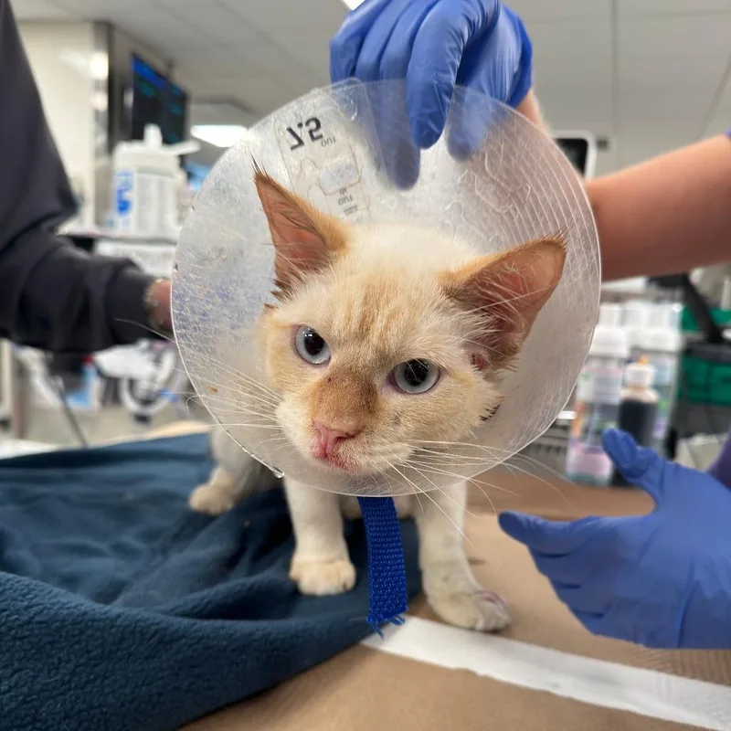 An adult small-sized male Cream / Ivory Domestic Short Hair cat named Ezra for adoption in Brooklyn, NY