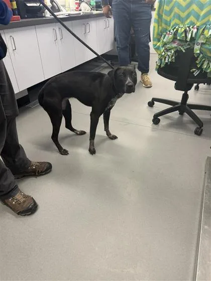 An adult medium-sized female Mixed Breed dog named Riley for adoption in West Chester, PA