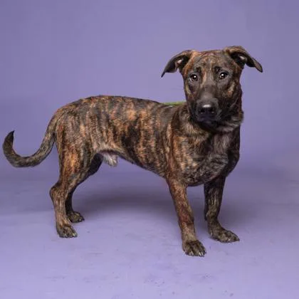 An adult medium-sized male Mixed Breed dog named Mr. Mario for adoption in Atlanta, GA