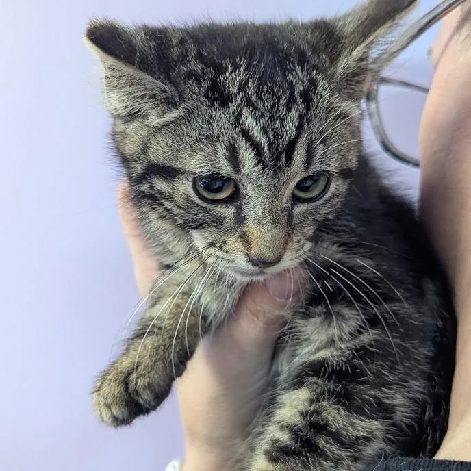 Bonnie Meow thumbnail 2