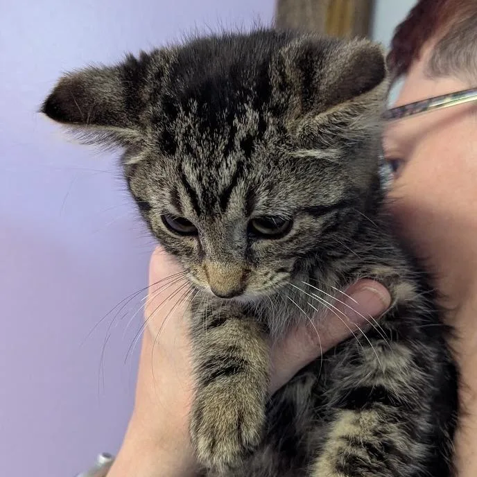 Bonnie Meow thumbnail 3