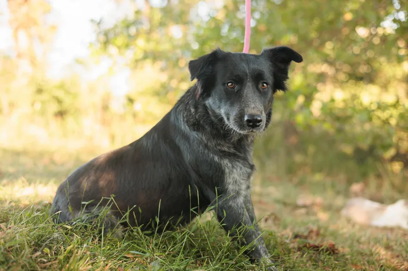 Hattie  Transport thumbnail 3