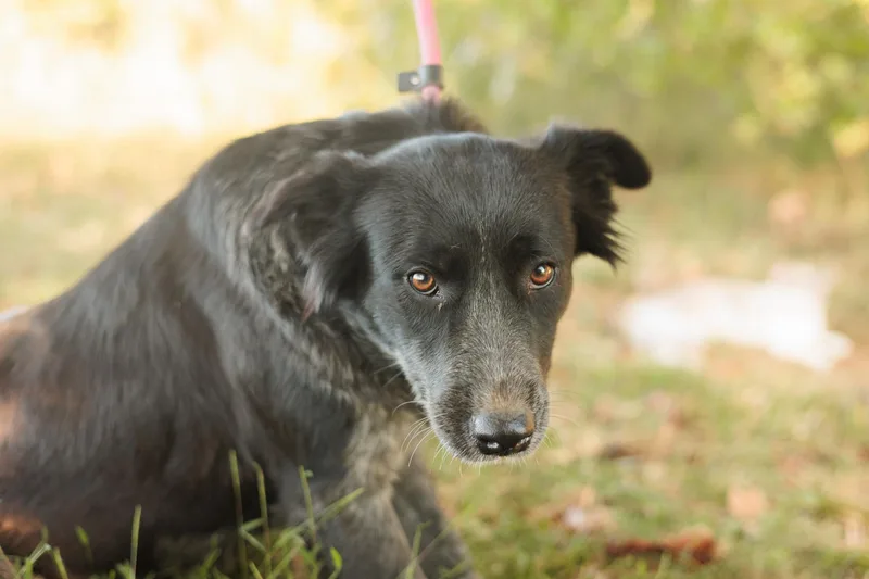 Hattie  Transport thumbnail 4