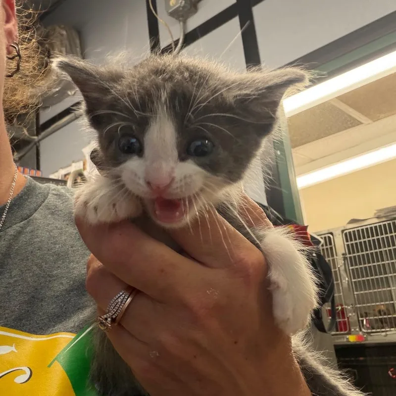 A baby small-sized male Gray / Blue / Silver Domestic Medium Hair cat named Captain Crunch for adoption in Lake Jackson, TX