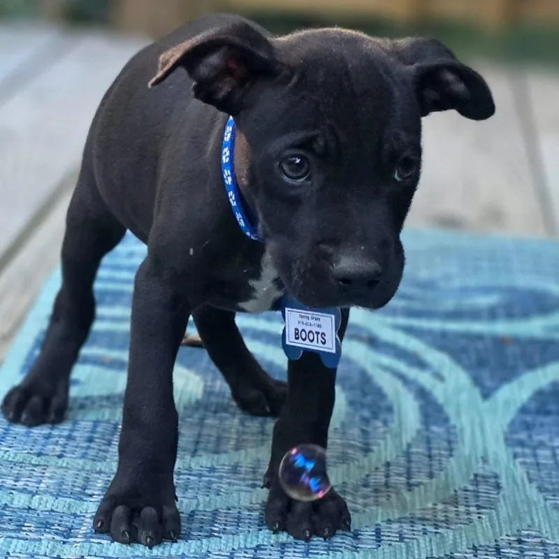 A baby small-sized male Black Labrador Retriever dog named Boots for adoption in Wake Forest, NC