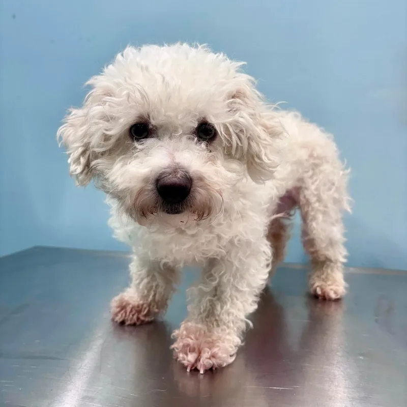 An adult small-sized female White / Cream Bichon Frise dog named Calypso for adoption in Portland, OR