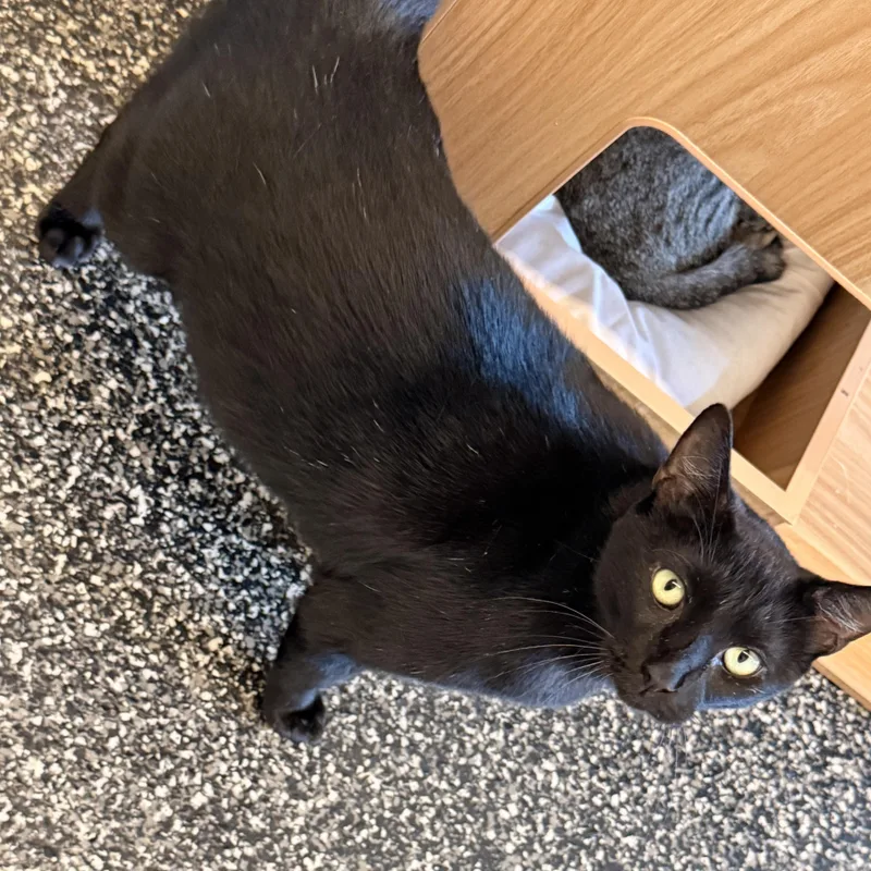 An adult large-sized male Domestic Short Hair cat named Thicken Nugget for adoption in McKenzie, TN