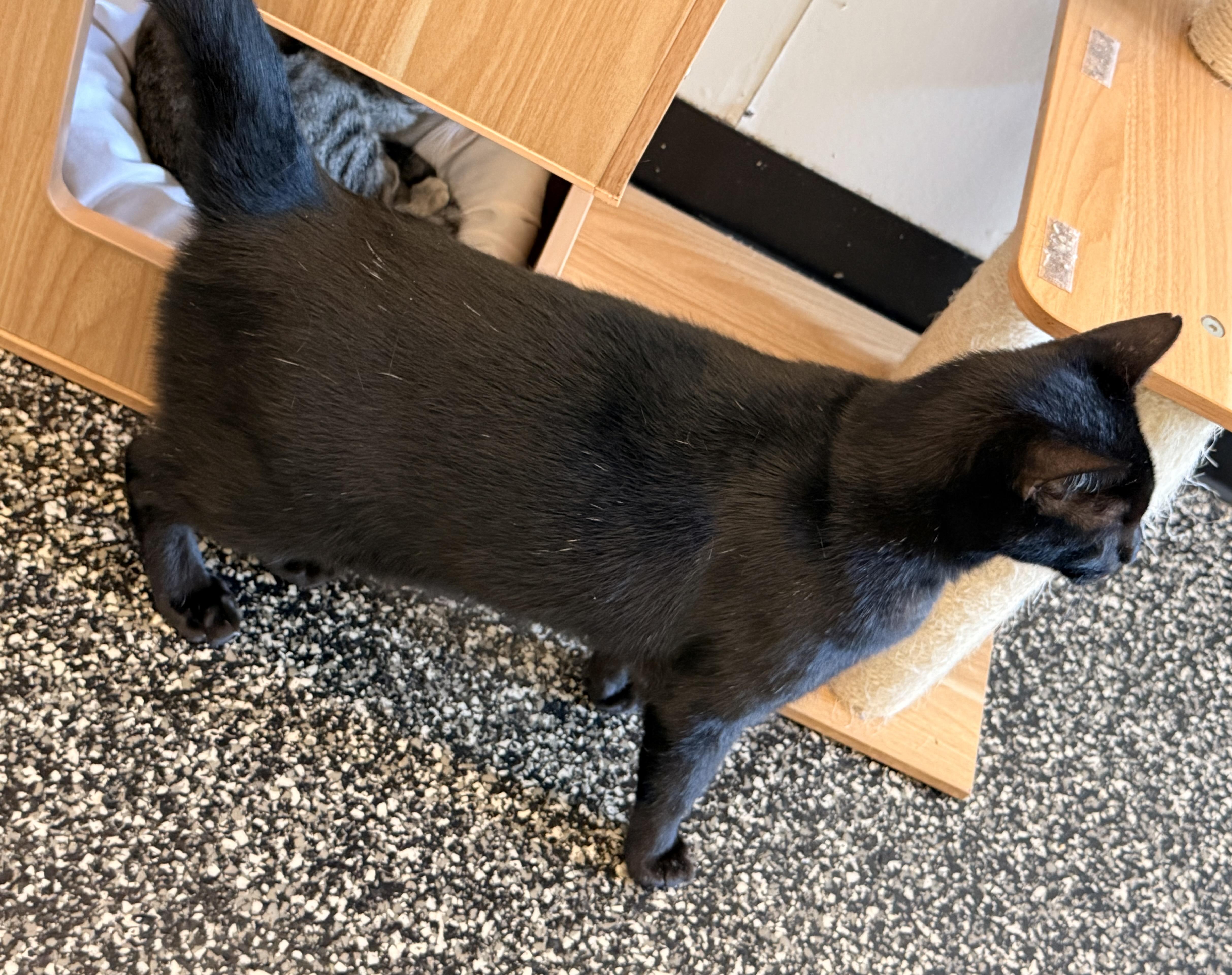 Thicken Nugget thumbnail 3