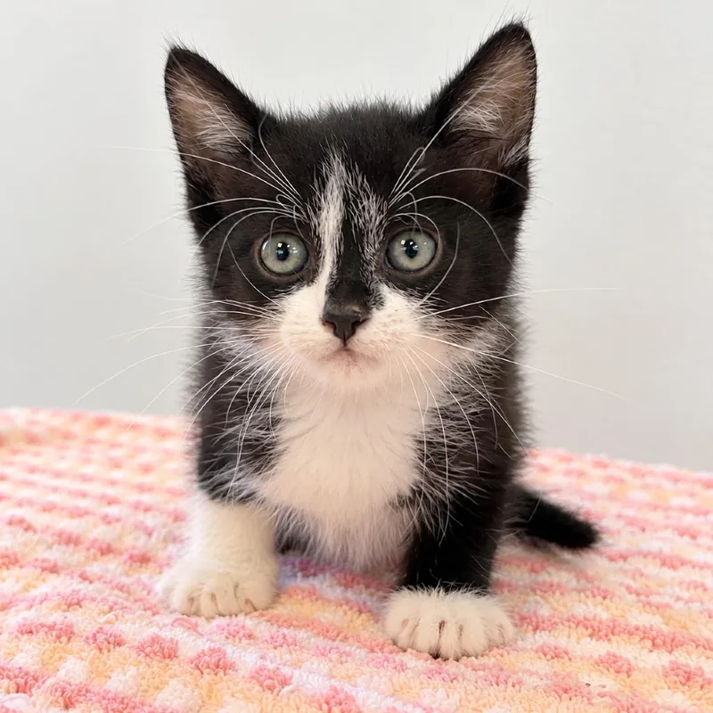 A baby small-sized male Black Domestic Short Hair cat named Easy Street for adoption in Austin, TX
