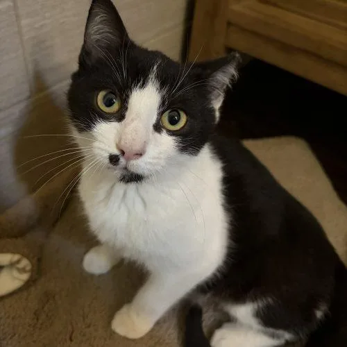 A baby small-sized male Domestic Short Hair cat named Target Tucker for adoption in Knoxville, TN