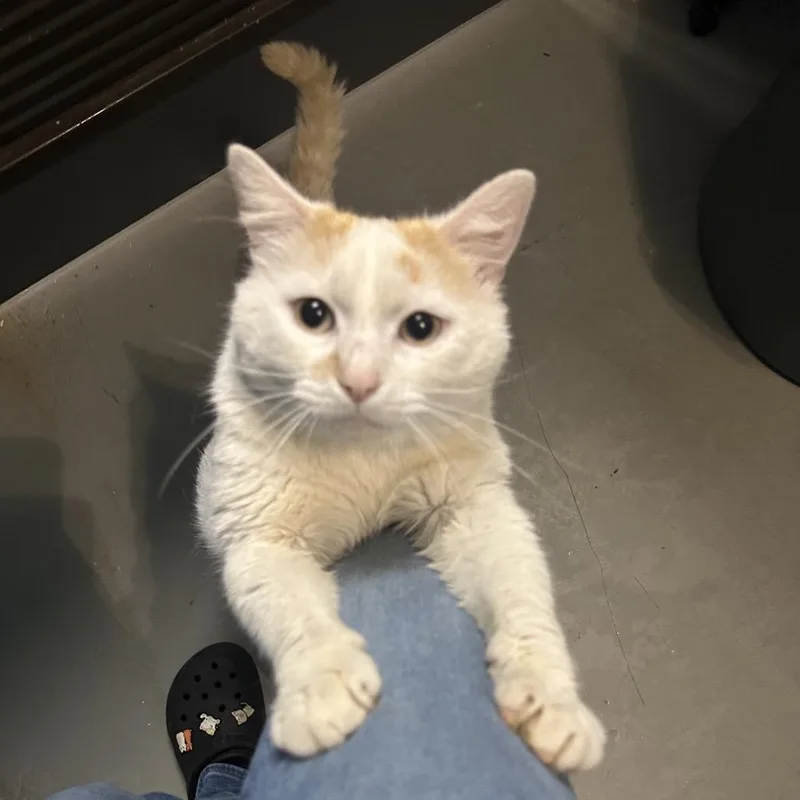 An adult large-sized male Buff / Tan / Fawn Domestic Short Hair cat named Toffee for adoption in Troy, VA