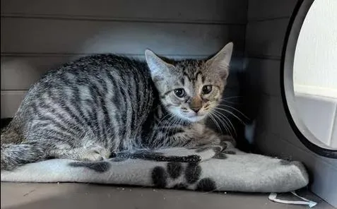 A baby small-sized female Domestic Medium Hair cat named Pumpkin for adoption in Brunswick, GA
