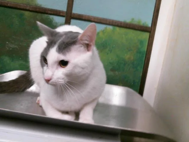 A young large-sized male Domestic Short Hair cat named Ice Cream for adoption in Houston, TX