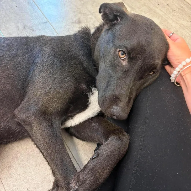 A baby medium-sized female Black Mixed Breed dog named Briar for adoption in Stamford, CT