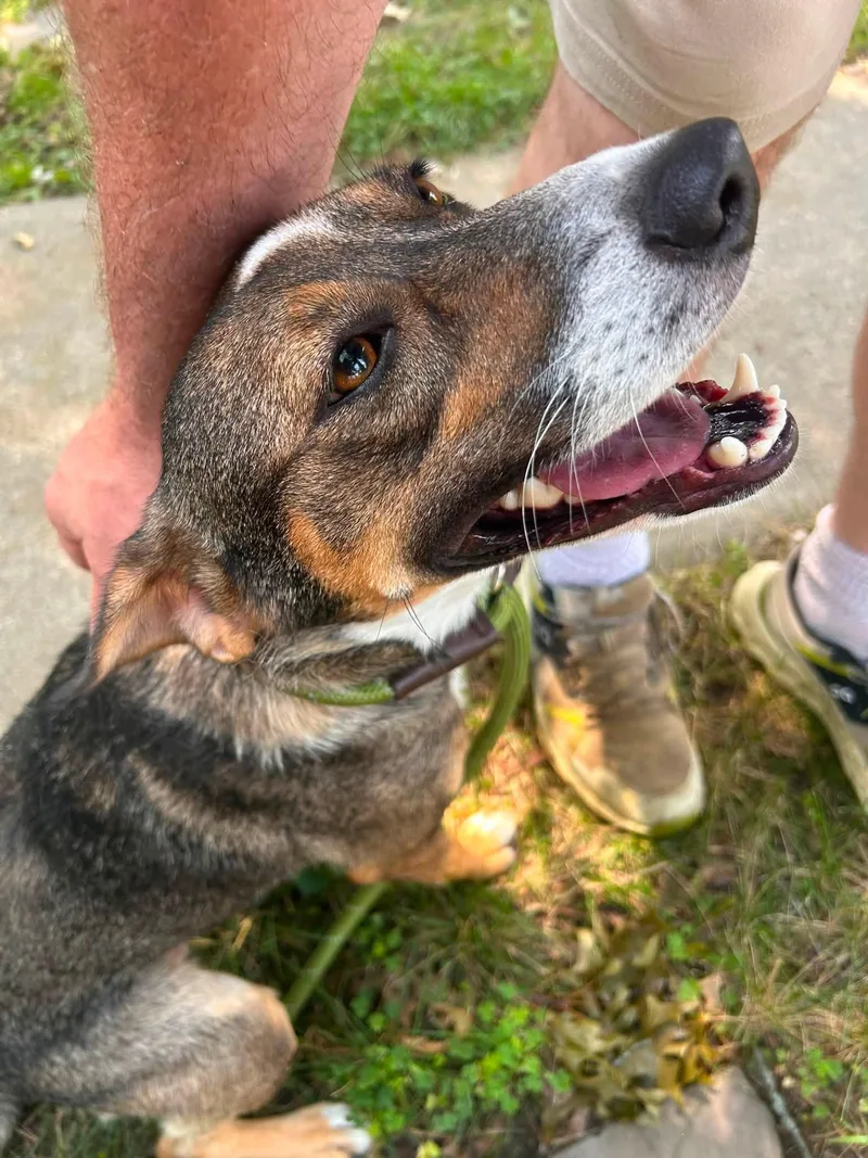 An adult medium-sized female Tricolor (Brown, Black, & White) Beagle dog named Avocado for adoption in Monticello, NY