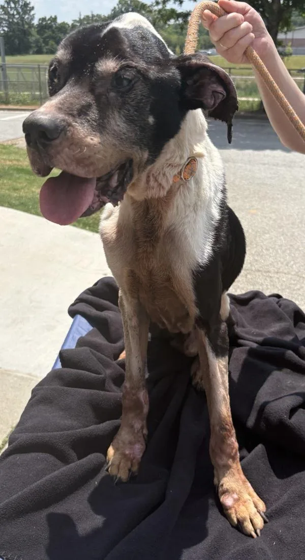 An adult large-sized male Pit Bull Terrier dog named Nc Roger for adoption in Lawrenceville, GA
