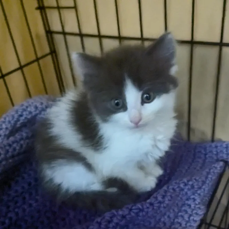 A baby medium-sized male Gray & White Domestic Medium Hair cat named Tamale for adoption in Beulaville, NC