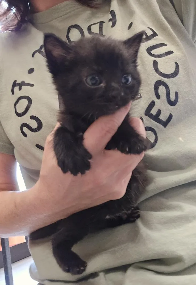 A baby small-sized male Black Domestic Short Hair cat named Burnt Toast for adoption in Dickson, TN