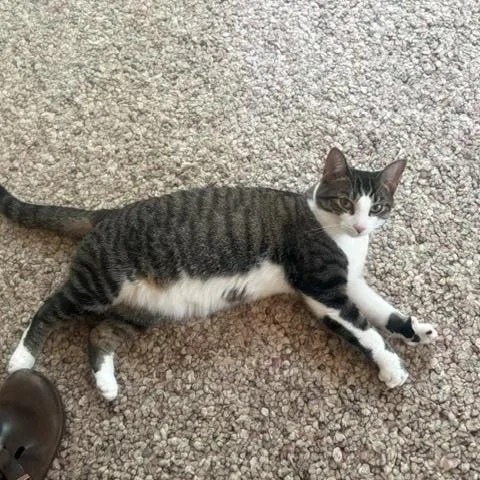 An adult medium-sized female Gray & White Domestic Short Hair cat named Ariel for adoption in Oberlin, OH