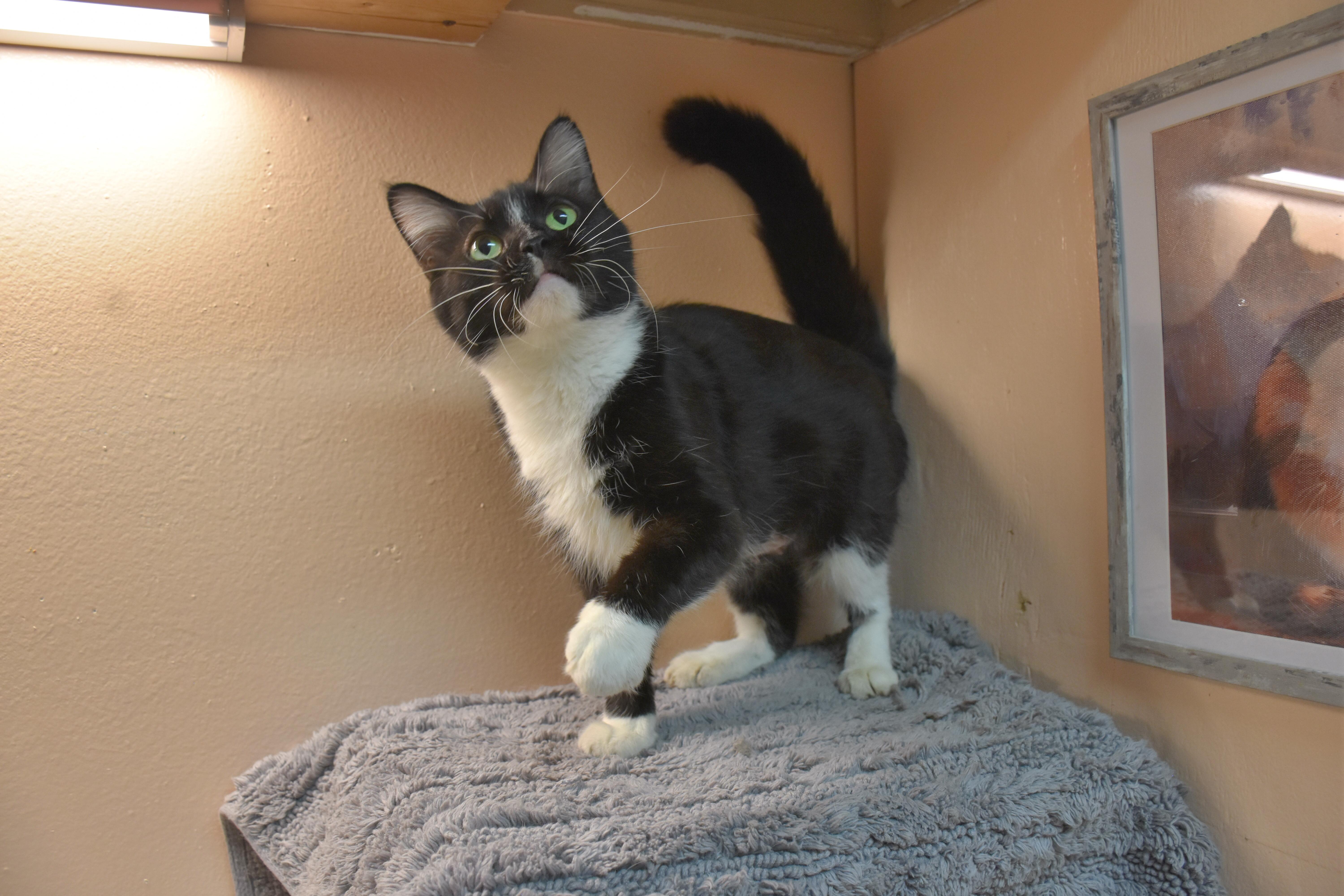 An adult medium-sized female Black & White / Tuxedo Domestic Short Hair cat named Tessa for adoption in North Judson, IN
