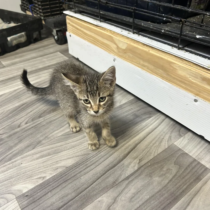 A baby small-sized female Domestic Short Hair cat named Mew for adoption in Metairie, LA