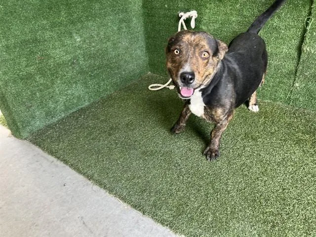An adult medium-sized male Pit Bull Terrier dog named Sage for adoption in Lancaster, CA