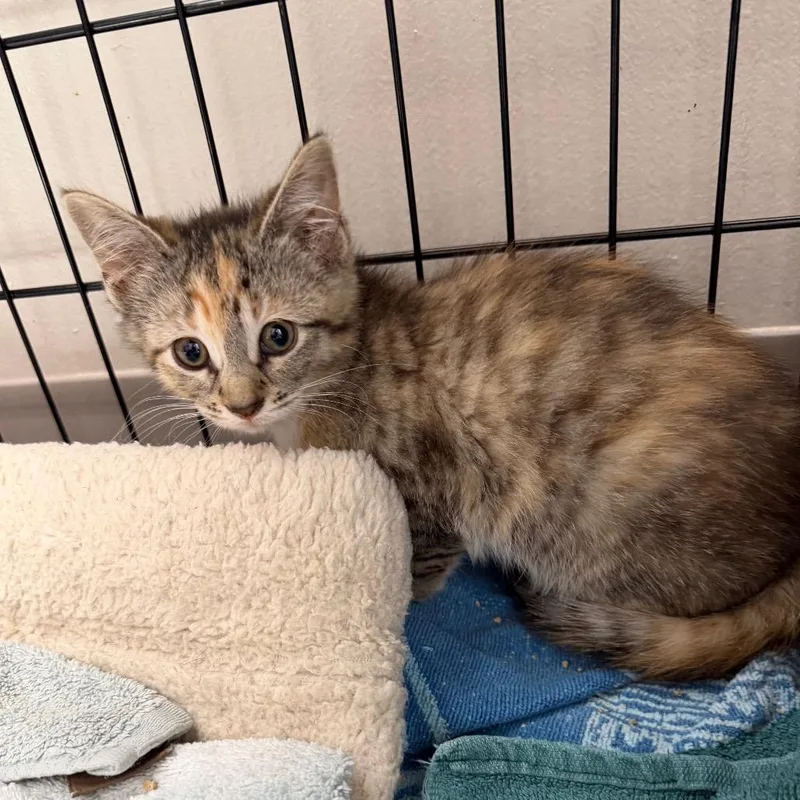A baby small-sized female Gray / Blue / Silver Domestic Short Hair cat named Malibu for adoption in Detroit Lakes, MN