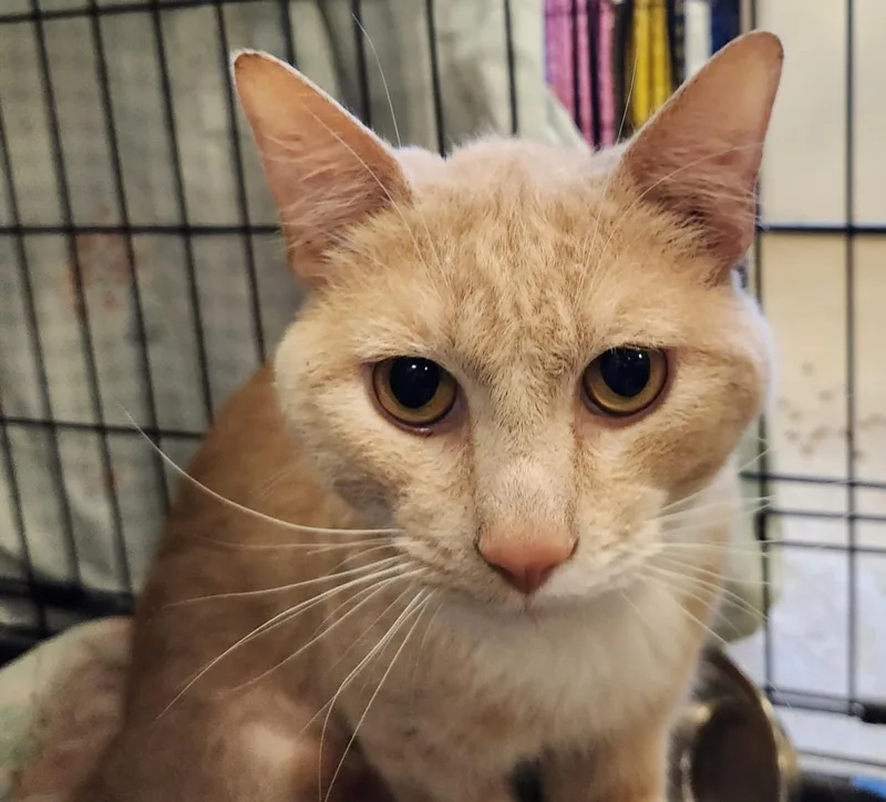 An adult medium-sized male Domestic Short Hair cat named Snowpea for adoption in Hagerstown, MD