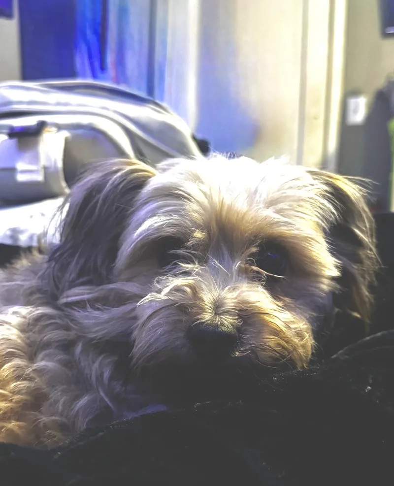An adult small-sized female Yellow / Tan / Blond / Fawn Yorkie Poo dog named Dazzle for adoption in Dallas, TX