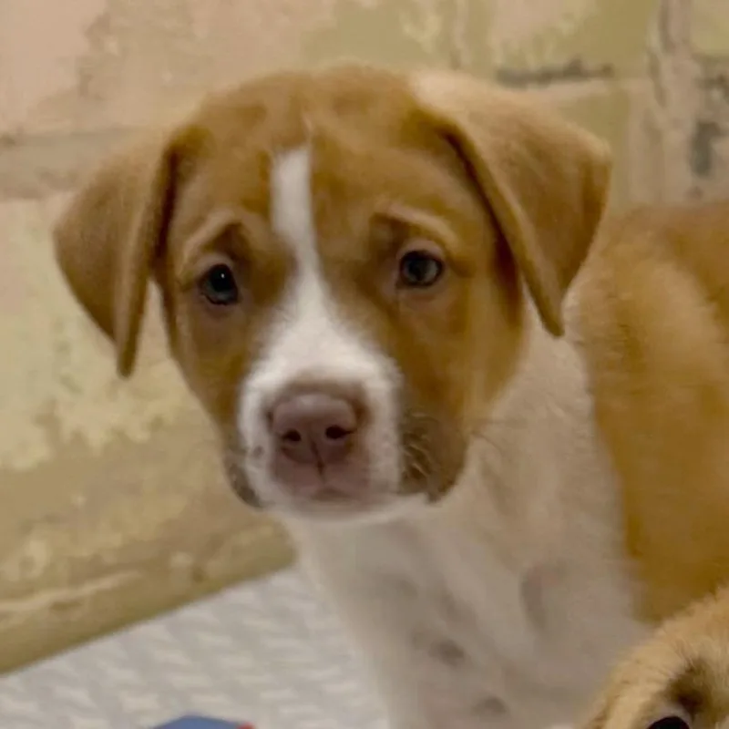 A baby large-sized female Akita dog named Etta for adoption in Owosso, MI