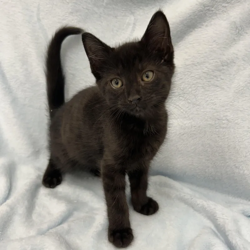 A baby medium-sized male Black Domestic Short Hair cat named Fudgey for adoption in Greensboro, NC
