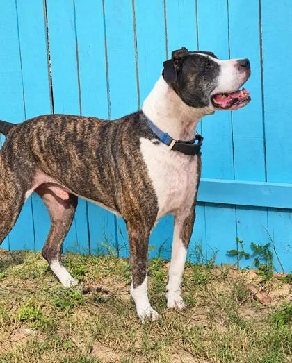 An adult large-sized male American Staffordshire Terrier dog named Kona for adoption in Inverness, FL
