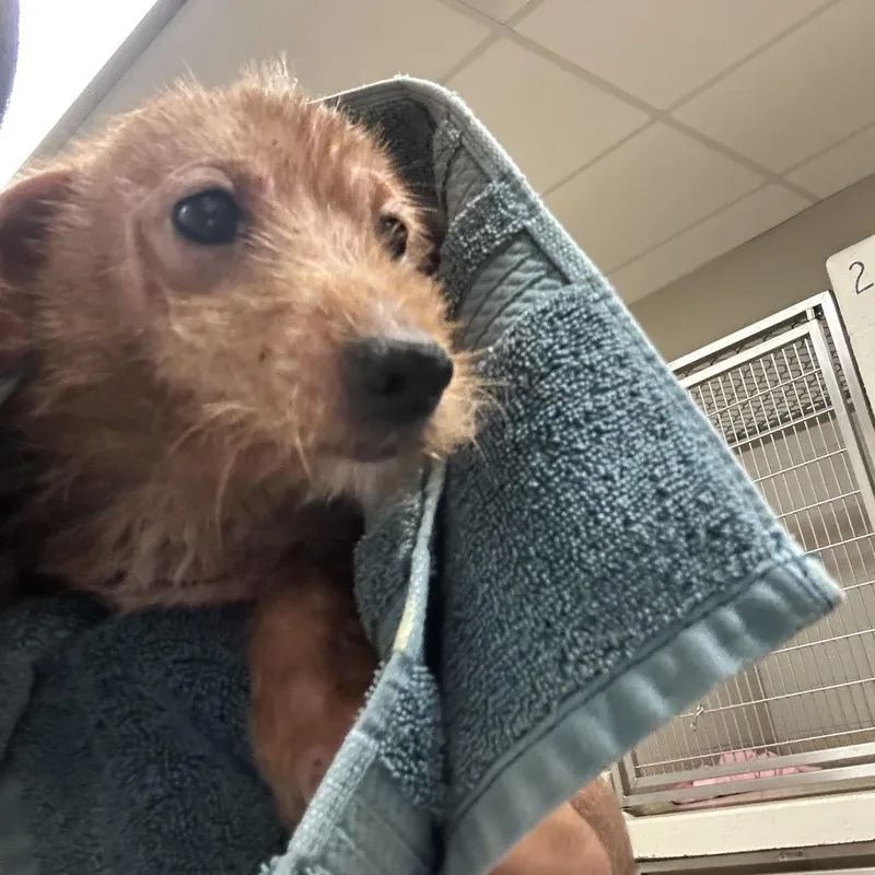 An adult small-sized male Yellow / Tan / Blond / Fawn Terrier dog named Coco for adoption in Bristol, IN