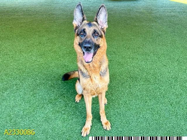 An adult large-sized male Mixed Breed dog named Koba for adoption in West Palm Beach, FL