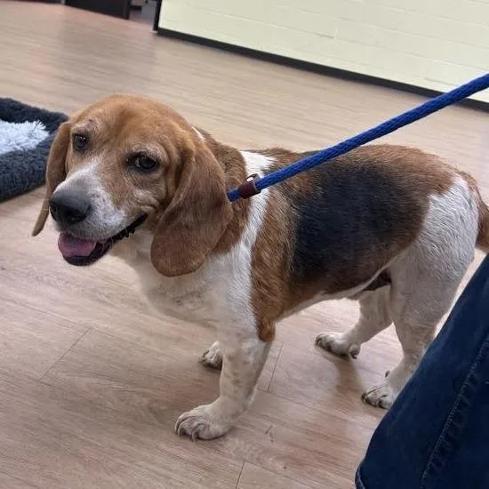 A senior small-sized male Brown / Chocolate Beagle dog named Svasstray for adoption in Lyndhurst, VA