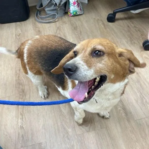 Svasstray thumbnail 2