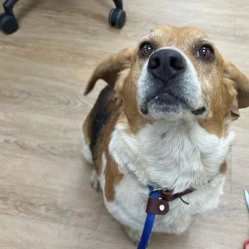 Svasstray thumbnail 3