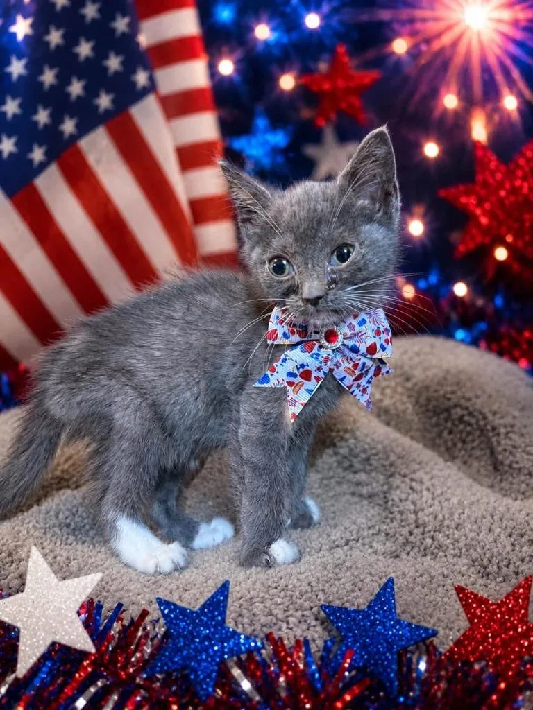 A baby small-sized male Domestic Short Hair cat named Puddle for adoption in Nashville, GA