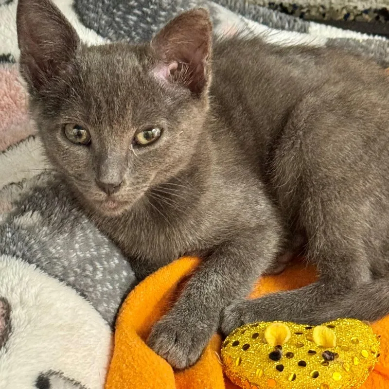 A baby small-sized male Gray / Blue / Silver Domestic Short Hair cat named Violin for adoption in Hawthorne, CA
