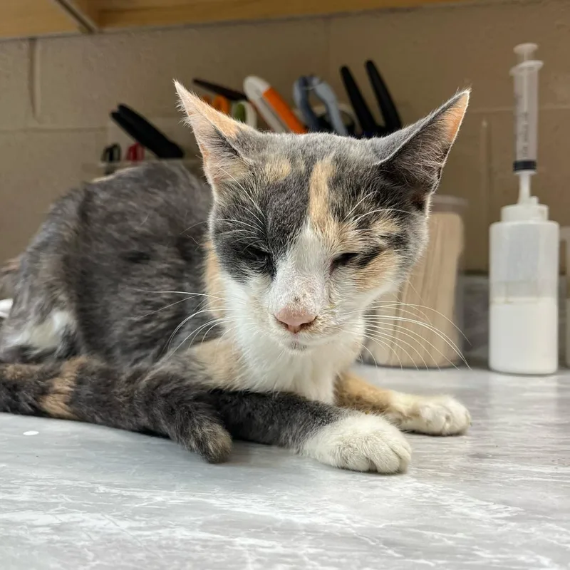 An adult small-sized female Tortoiseshell Domestic Short Hair cat named Mary for adoption in Lewisburg, WV