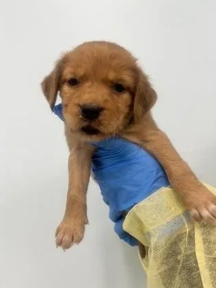 A young medium-sized female Terrier dog named Lottie for adoption in Gulfport, MS