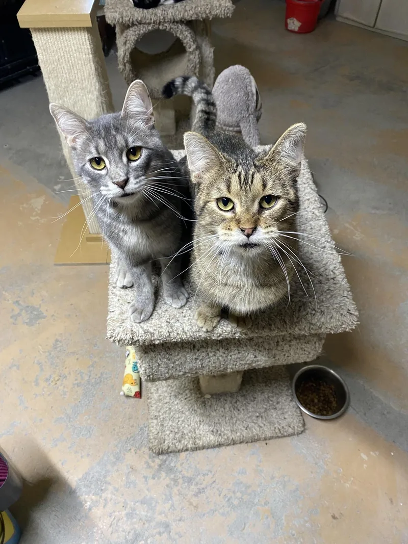 A young medium-sized male Tabby (Gray / Blue / Silver) Tabby cat named Ren & Stimpy for adoption in New Richmond, WI