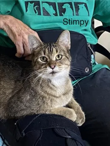 Ren & Stimpy thumbnail 4