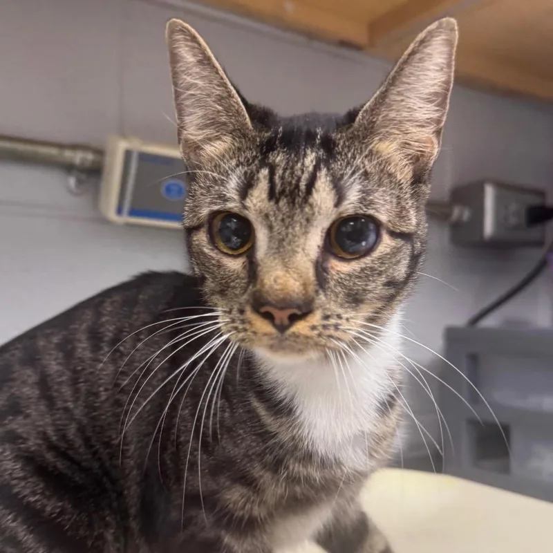 An adult medium-sized female Gray / Blue / Silver Domestic Short Hair cat named Patches for adoption in Greenville, SC