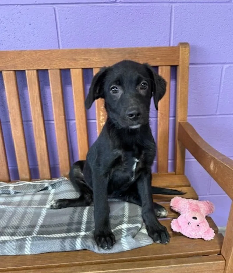 A baby large-sized female Black Labrador Retriever dog named Holly for adoption in North Prairie, WI