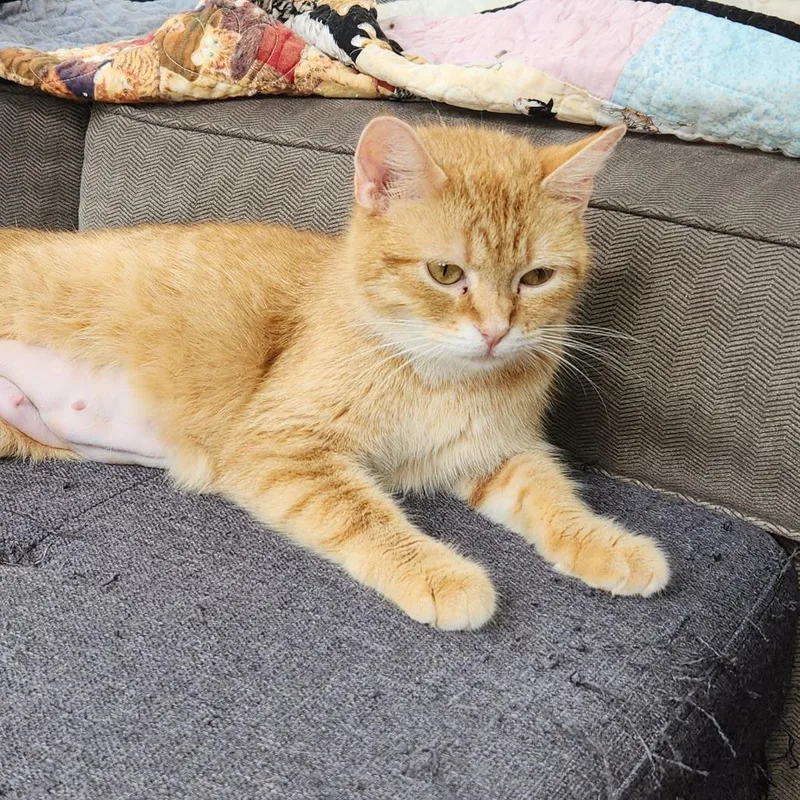 A young medium-sized female Orange / Red Domestic Short Hair cat named Caitlin for adoption in Carmel, IN