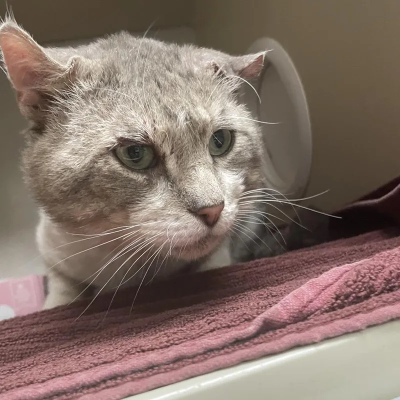 An adult large-sized male Gray / Blue / Silver Domestic Short Hair cat named Maximus for adoption in Yuma, AZ