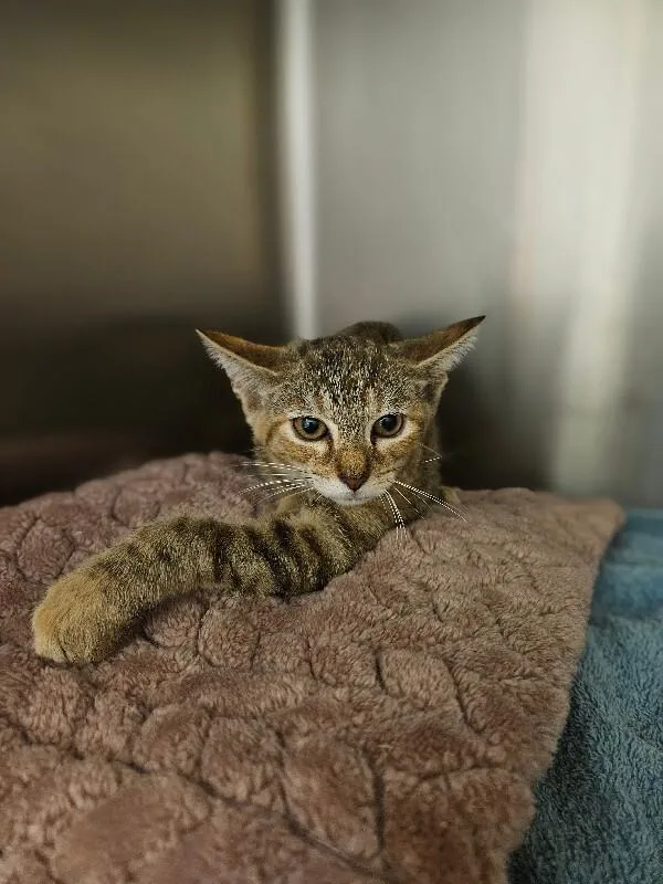 A young medium-sized female Tabby (Brown / Chocolate) Domestic Short Hair cat named Sarabi for adoption in Disputanta, VA